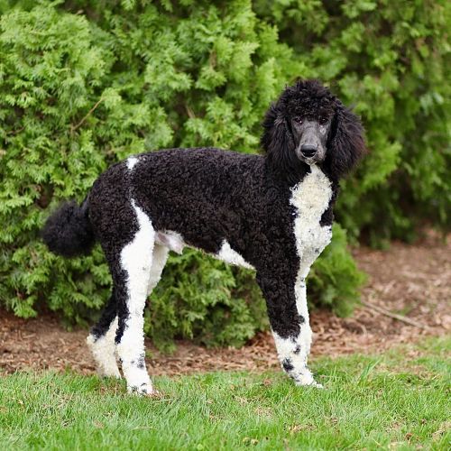puppy, for, sale, Standard Poodle, John  Stoltzfus, dog, breeder, Christiana, PA, dog-breeder, puppy-for-sale, forsale, nearby, find, puppyfind, locator, puppylocator, aca