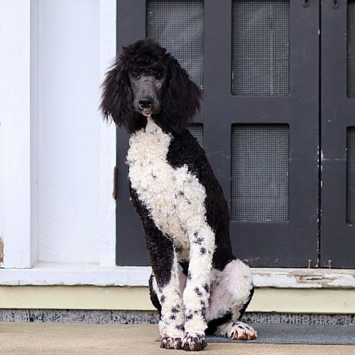 puppy, for, sale, Standard Poodle, John  Stoltzfus, dog, breeder, Christiana, PA, dog-breeder, puppy-for-sale, forsale, nearby, find, puppyfind, locator, puppylocator, aca