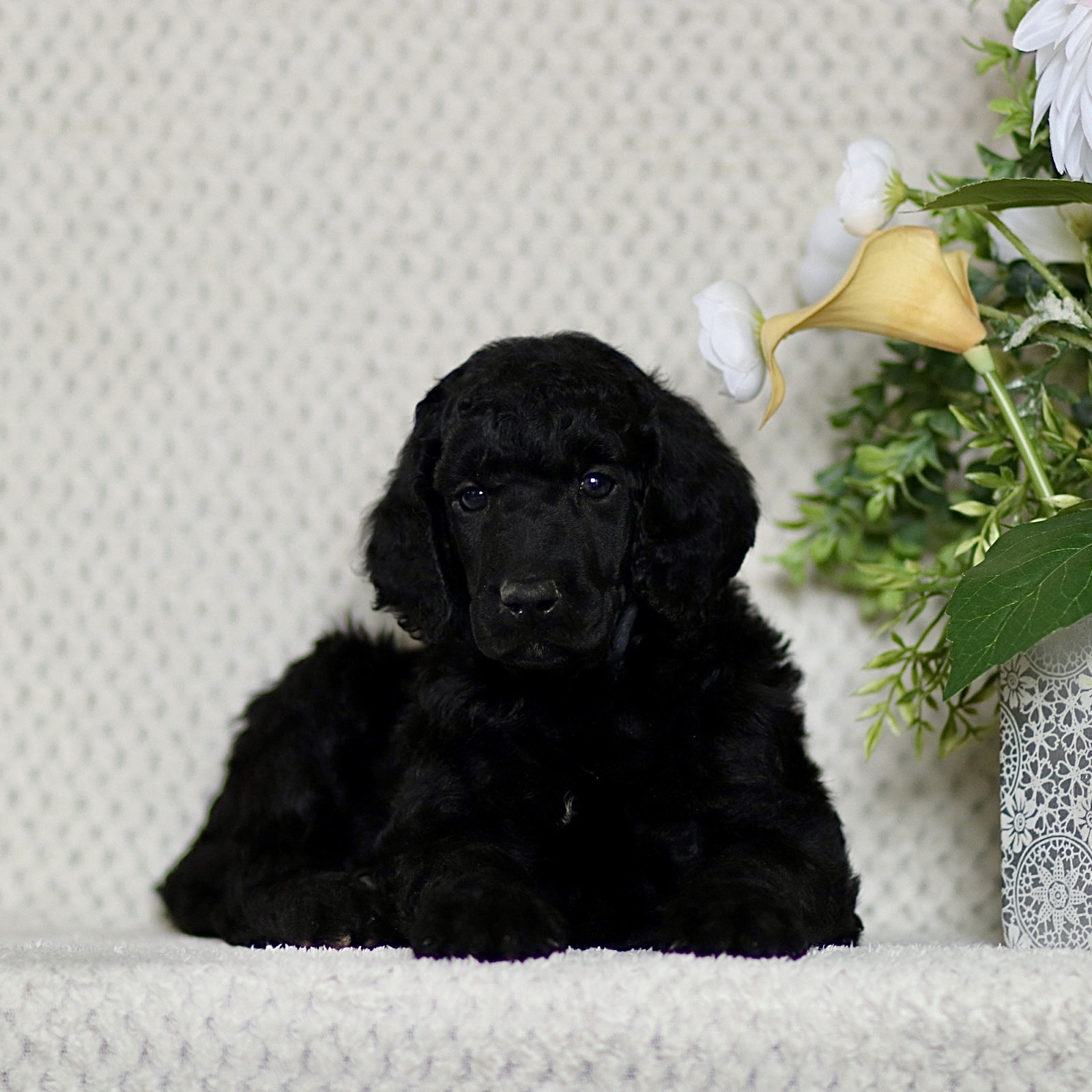 puppy, for, sale, Standard Poodle, John  Stoltzfus, dog, breeder, Christiana, PA, dog-breeder, puppy-for-sale, forsale, nearby, find, puppyfind, locator, puppylocator, aca