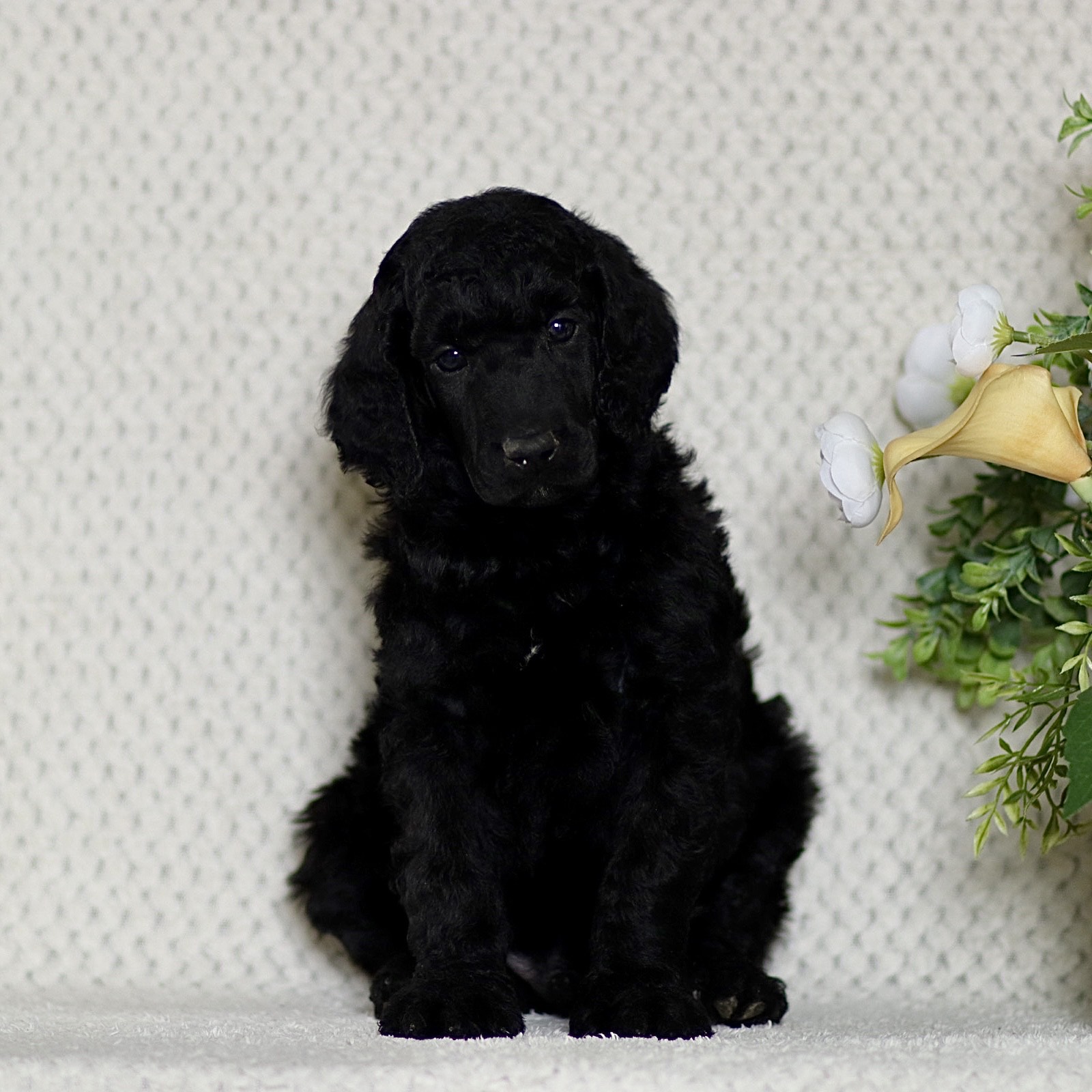 puppy, for, sale, Standard Poodle, John  Stoltzfus, dog, breeder, Christiana, PA, dog-breeder, puppy-for-sale, forsale, nearby, find, puppyfind, locator, puppylocator, aca