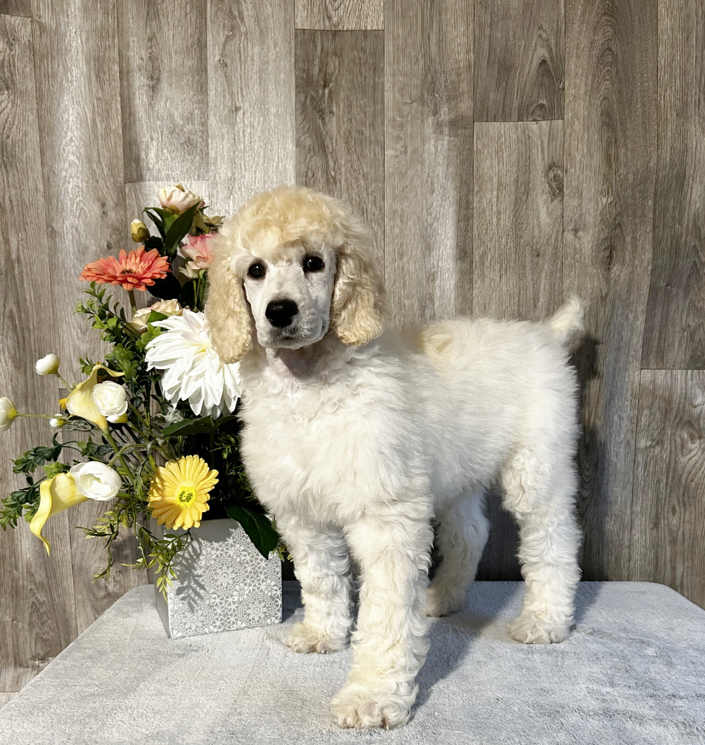 John Stoltzfus Breeder Lancaster Pa - o4heeth