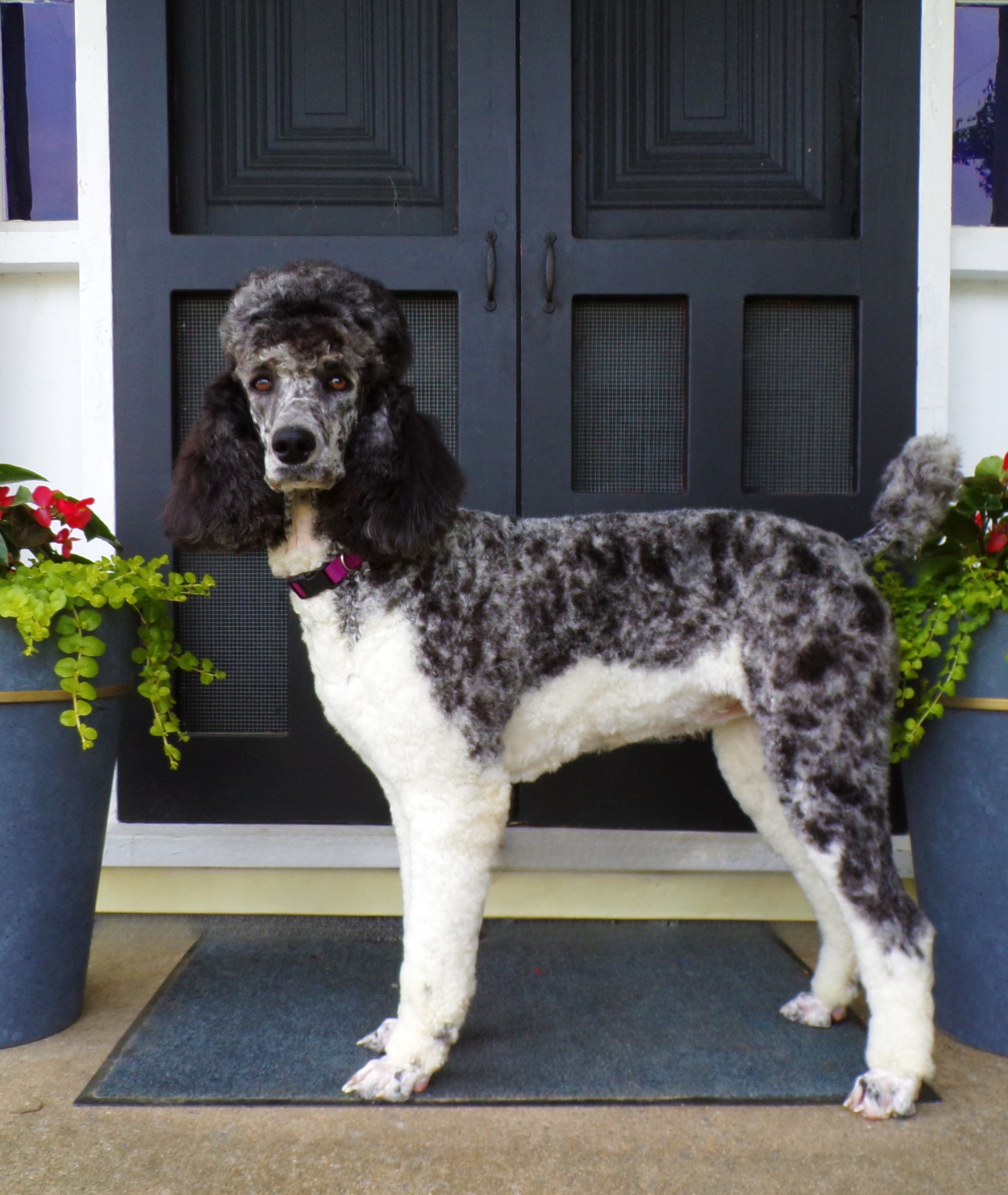 John-Stoltzfus, dog, breeder, dog, show, ribbons, info, information, reviews, history, pa, official, Christiana, home, page, homepage, John-Stoltzfus. dog-breeder, puppies, for, sale, kennel, kennels, standard, poodle, puppies, mill, puppymill, show, handler, aca, ica, pennsylvania
