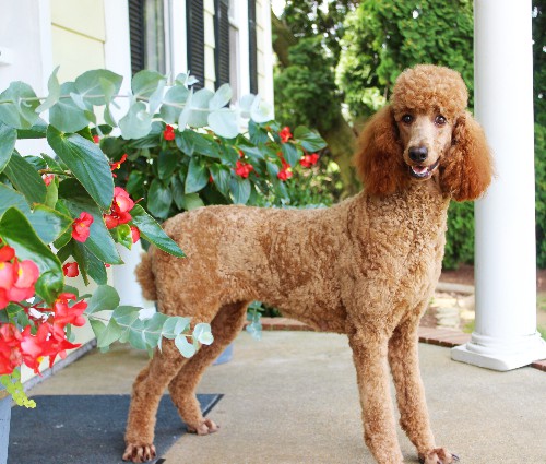 Cinnamon